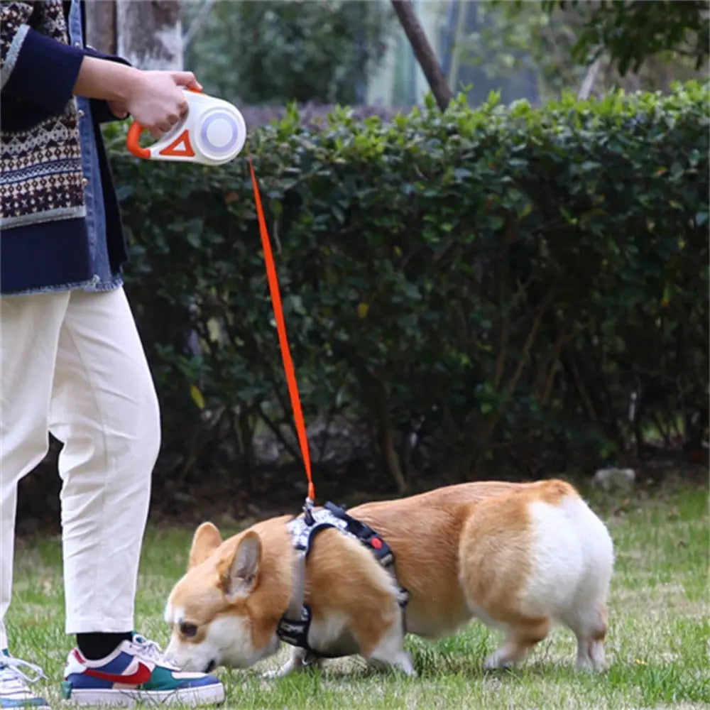 Chien en promenade avec laisse LED FlexiLED - Visibilité optimale
