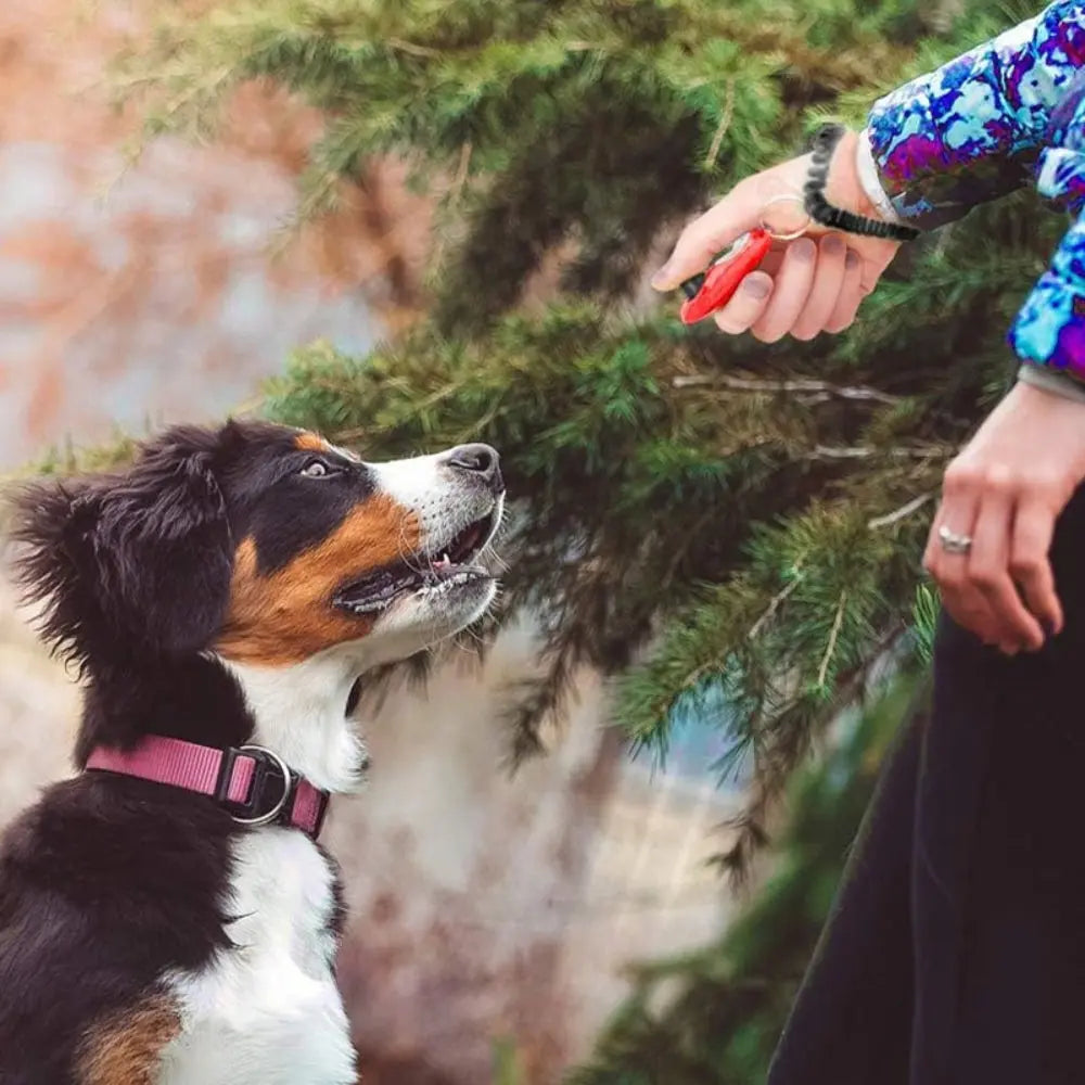 Clicky™ - Clicker de dressage - WoofBox